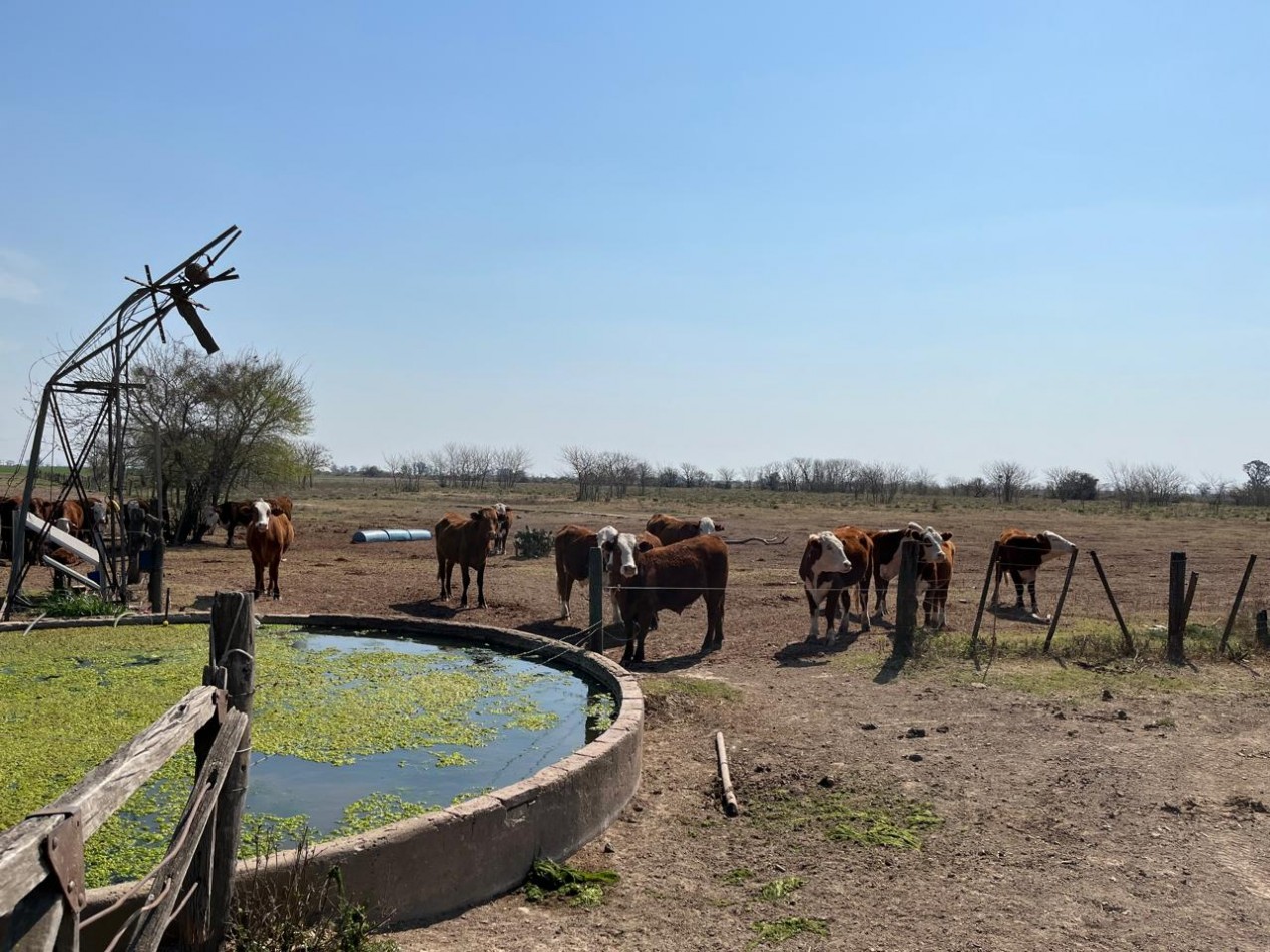 CAMPO MIXTO EN SA PEREIRA !! CASI 94Ha OPORTUNIDAD DE INVERSION !!!!